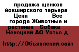 продажа щенков йокширского терьера › Цена ­ 25 000 - Все города Животные и растения » Собаки   . Ненецкий АО,Устье д.